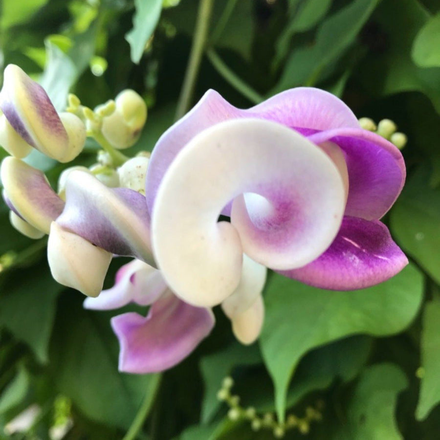 Corkscrew Vine Vigna Caracalla Seeds
