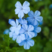 Light Blue Vinca Seeds