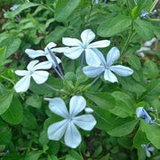 Light Blue Vinca Seeds