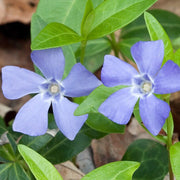 Vinca Minor Seeds