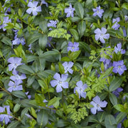Vinca Minor Seeds
