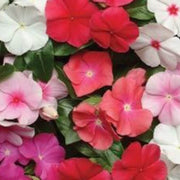 Vinca Pacifica Mix Seeds