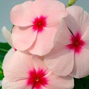 Pink Vinca Seeds