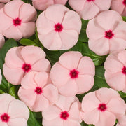 Pink Vinca Seeds