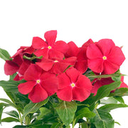 Red Vinca Seeds