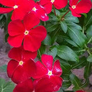 Red Vinca Seeds
