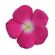 Rose Halo Periwinkle Vinca Seeds