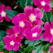 Rose Halo Periwinkle Vinca Seeds