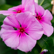 Pink Vinca Rosea Seeds
