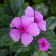 Pink Vinca Rosea Seeds