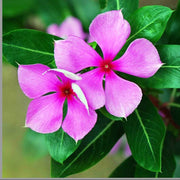 Pink Vinca Rosea Seeds