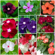 Vinca Seeds, Catharanthus roseus Flower Seeds