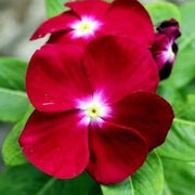 Vinca Seeds, Catharanthus roseus Flower Seeds
