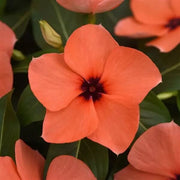 Vinca Seeds, Catharanthus roseus Flower Seeds