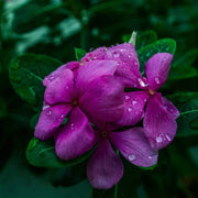 Violet Vinca Seeds