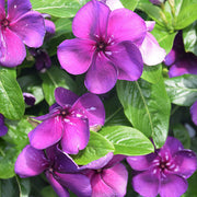 Violet Vinca Seeds