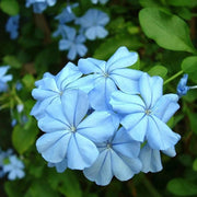 Light Blue Vinca Seeds