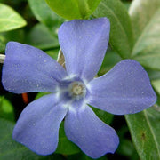 Vinca Minor Seeds