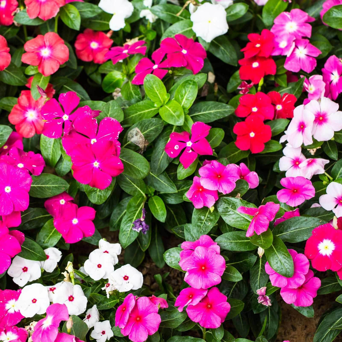 Mix Vinca Seeds