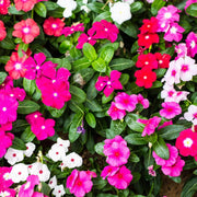 Mix Vinca Seeds