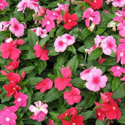 Mix Vinca Seeds