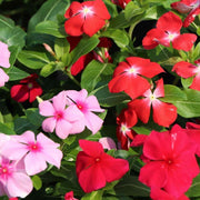 Mix Vinca Seeds