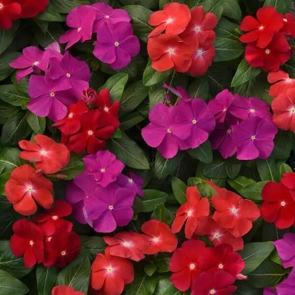 Vinca Pacifica Mix Seeds