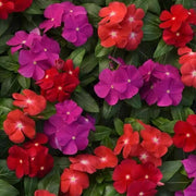 Vinca Pacifica Mix Seeds