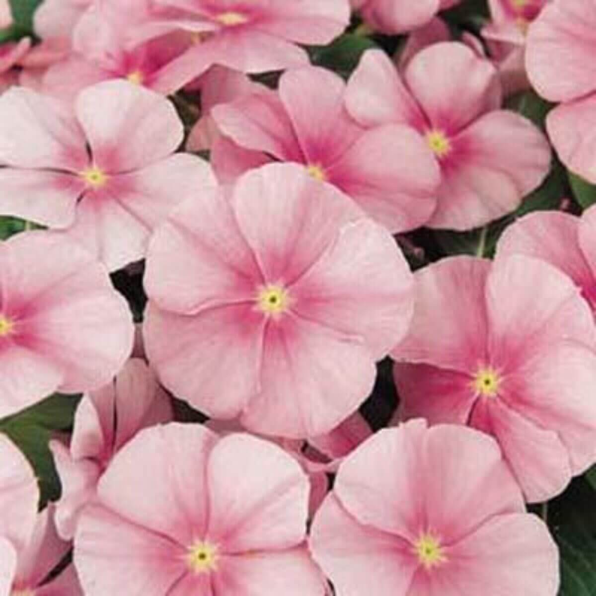 Pink Vinca Seeds
