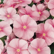 Pink Vinca Seeds
