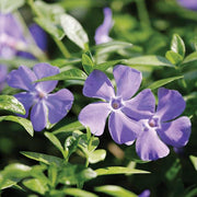 Purple Vinca Seeds