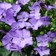Purple Vinca Seeds