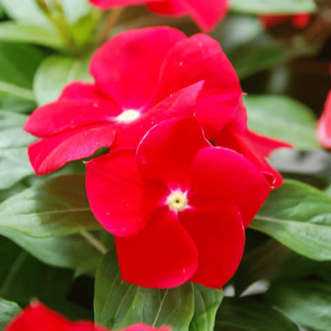 Red Vinca Seeds