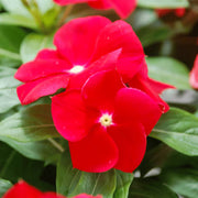 Red Vinca Seeds