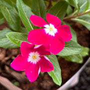 Rose Halo Periwinkle Vinca Seeds