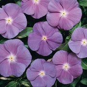 Sunsplash Blue Vinca Seeds