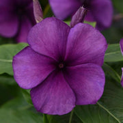 Violet Vinca Seeds