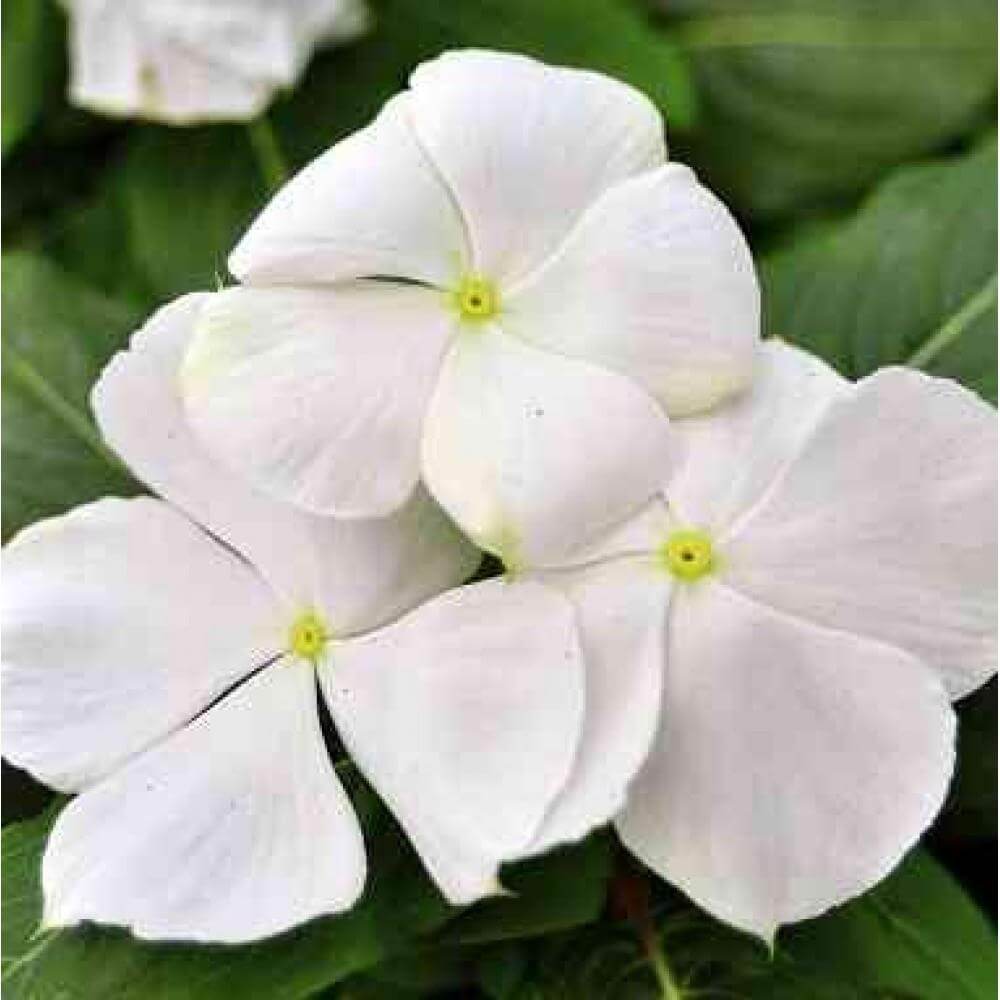 White Vinca Seeds