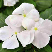 White Vinca Seeds