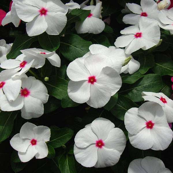 White with Eye Vinca Seeds