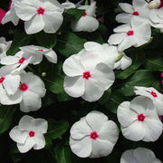 White with Eye Vinca Seeds