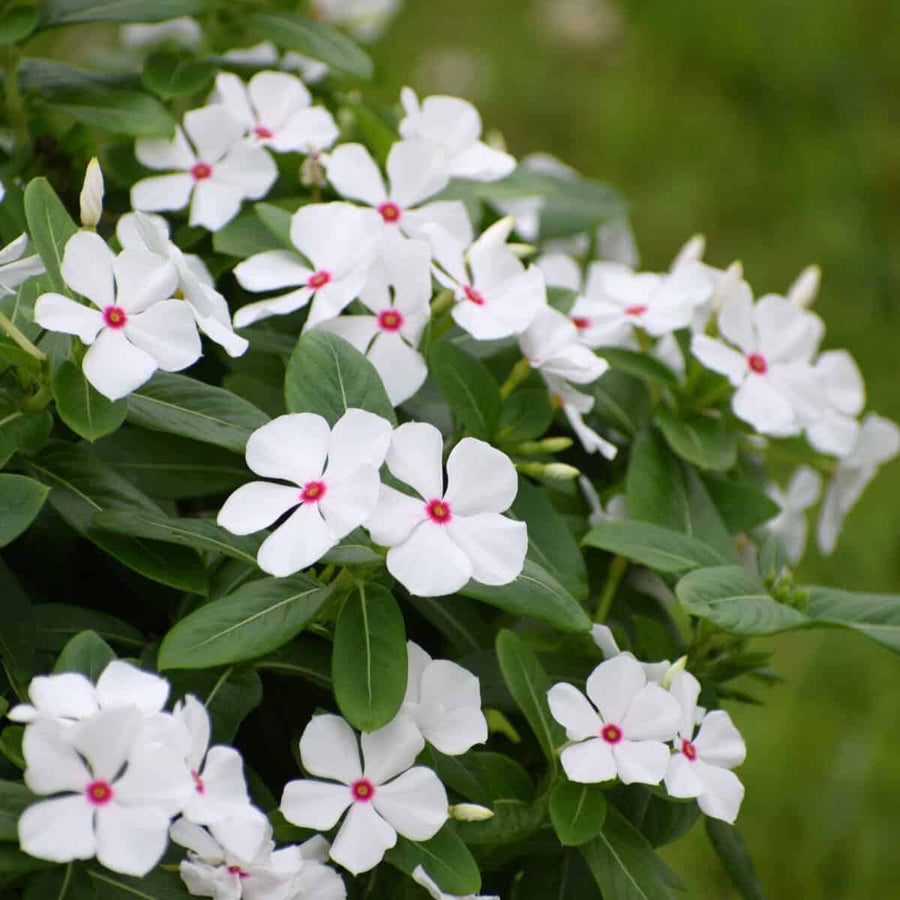 Madagascar Periwinkle Seeds, Catharanthus roseus Flower Seeds