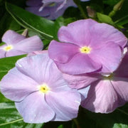Sunsplash Blue Vinca Seeds
