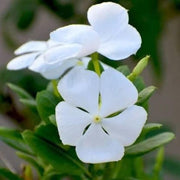 White Vinca Seeds