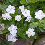 White Vinca Seeds