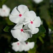 White with Eye Vinca Seeds