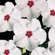 White with Eye Vinca Seeds