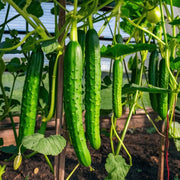 Vine Cucumber Seeds