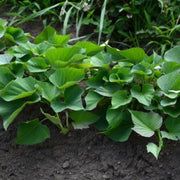 Vine Cuttings Sweet Potato Seeds - Vegetable Plant