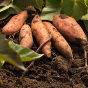 Vine Cuttings Sweet Potato Seeds - Vegetable Plant